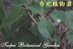 臺灣羊桃，葉子的圖片