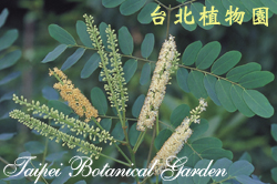 孔雀豆，花朵的圖片