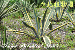 黃邊龍舌蘭，葉子的圖片