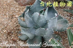 雷神，葉子的圖片