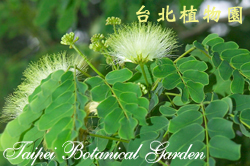 大葉合歡，葉子與花朵的圖片