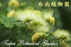 大葉合歡，花朵的圖片