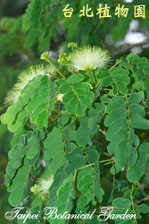 大葉合歡，葉子與花朵的圖片