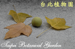 石栗，落葉與果實的照片