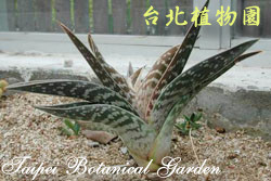千代田錦，葉子的圖片