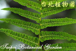 過溝菜蕨，葉背面的圖片