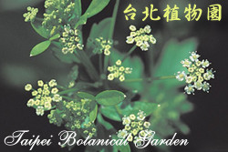 芹菜，花朵的圖片。