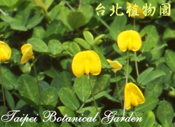 蔓花生，花朵與葉的圖片