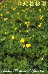 蔓花生，花朵與葉的圖片