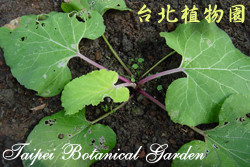 牛蒡，葉子的圖片