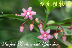 大葉春不老，花朵的圖片。