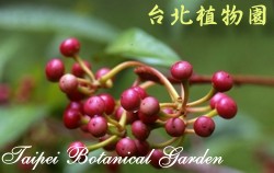 春不老，果實的圖片