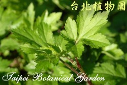 角菜，葉子的圖片