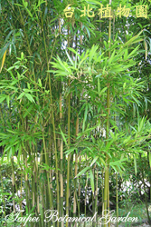 邢氏苦竹，全株的照片