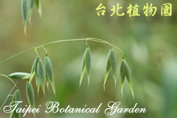 燕麥，葉子的圖片
