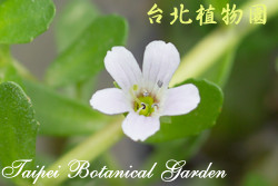 過長沙，花朵的圖片