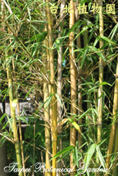 金絲火廣竹，植株的照片