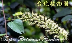 菊花木，花朵的圖片