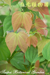 菊花木，葉子的圖片