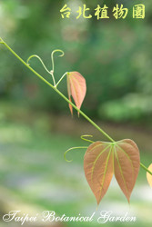 菊花木，葉子與莖的圖片