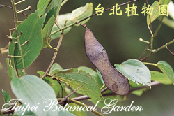 菊花木，果實的圖片