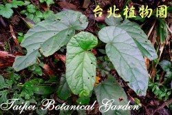 圓果秋海棠，葉子的圖片