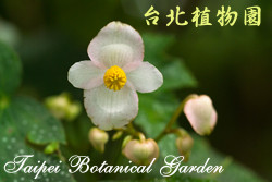 白斑水鴨腳，花朵的圖片(特寫)