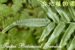 細葉實蕨，葉子的圖片