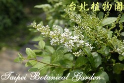 毛女貞，花朵的圖片