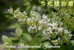 毛女貞，花朵的圖片(放大版)