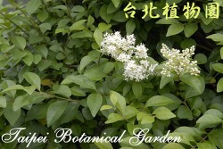 毛女貞，花與葉的圖片