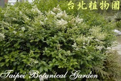 毛女貞，整株的圖片