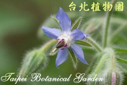 琉璃苣，花朵的圖片