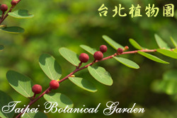 紅珠仔，葉子與果實的圖片