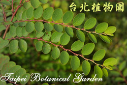 紅珠仔，葉子的圖片