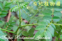 老虎心，葉子的圖片