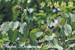 喜樹，葉的圖片