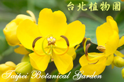 金邊黃槐，花朵的圖片