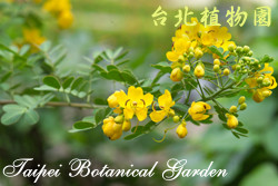 金邊黃槐，花朵與葉的圖片