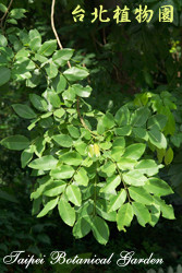 阿勃勒，葉子的圖片