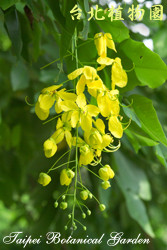 阿勃勒，花朵的圖片