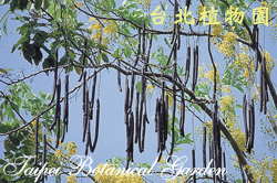 阿勃勒，果實的圖片