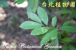 印度栲，葉子的圖片