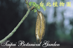 吉貝木棉，果實的圖片