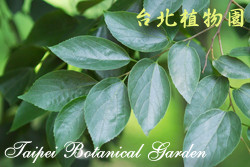 朴樹，葉子的圖片