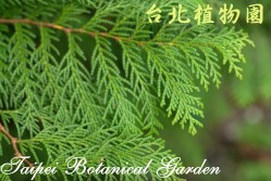 紅檜，枝條與葉子的圖片