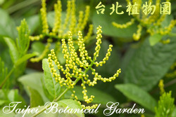 金粟蘭，葉子的圖片