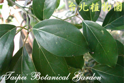 牛樟，葉子的圖片