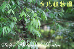 香桂，葉子的圖片