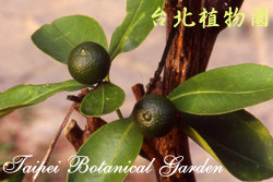 金桔，果實的圖片